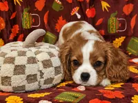 Bernard, a male Cavalier King Charles Spaniel for sale in Eau Claire, WI – 1 of 9