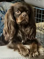 Jack, a male Cavalier King Charles Spaniel for sale in Eau Claire, WI – 2 of 6