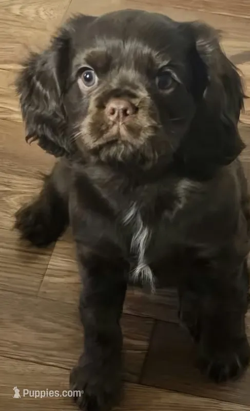 Jack – Cavalier King Charles Spaniel puppy for sale in Eau Claire, WI