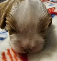 Bernard, a male Cavalier King Charles Spaniel for sale in Eau Claire, WI – 8 of 9