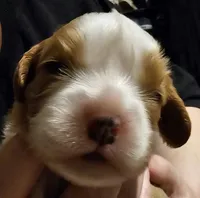 Bernard, a male Cavalier King Charles Spaniel for sale in Eau Claire, WI – 7 of 9