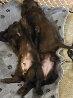 Jack, a male Cavalier King Charles Spaniel for sale in Eau Claire, WI – 4 of 6
