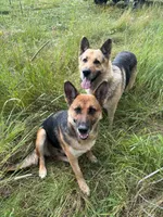 Toe - Red collar, a male German Shepherd Dog for sale in Woodburn, IN – 2 of 4