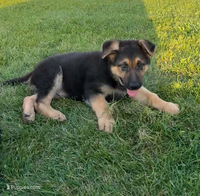 Tic - Blue collar1 – German Shepherd Dog puppy for sale in Woodburn, IN
