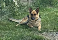 GSD Girl, a female German Shepherd Dog for sale in Woodburn, IN – 3 of 3
