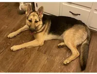 GSD Girl, a female German Shepherd Dog for sale in Woodburn, IN – 2 of 3