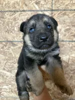 GSD Girl, a female German Shepherd Dog for sale in Woodburn, IN – 1 of 3