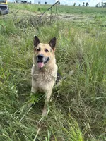 Toe - Red collar, a male German Shepherd Dog for sale in Woodburn, IN – 3 of 4