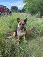 Toe - Red collar, a male German Shepherd Dog for sale in Woodburn, IN – 4 of 4
