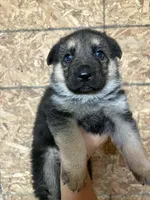 GSD Boy, a male German Shepherd Dog for sale in Woodburn, IN – 1 of 3