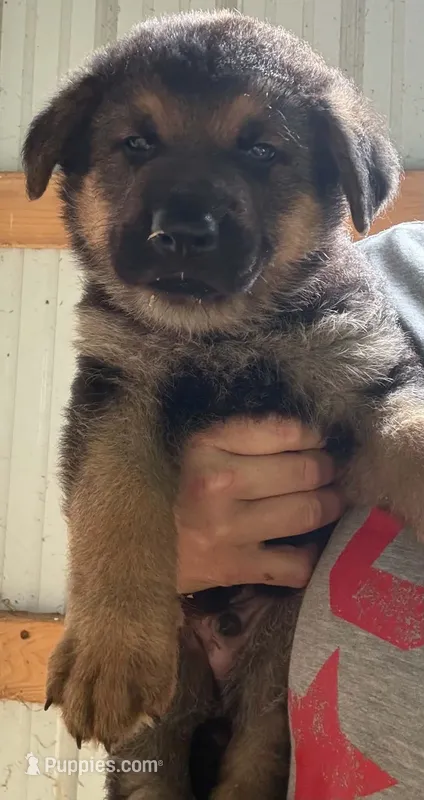 Tic - Blue collar1 – German Shepherd Dog puppy for sale in Woodburn, IN