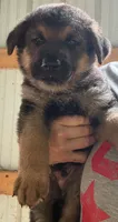 Tic - Blue collar1, a male German Shepherd Dog for sale in Woodburn, IN – 1 of 4
