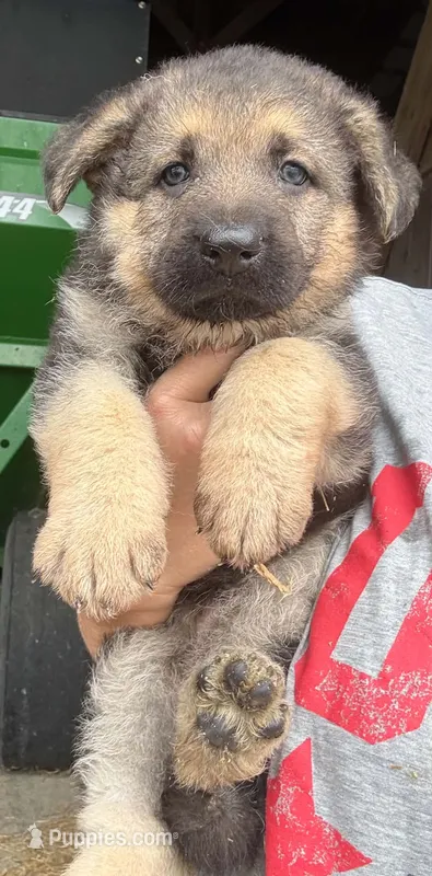 Toe - Red collar – German Shepherd Dog puppy for sale in Woodburn, IN