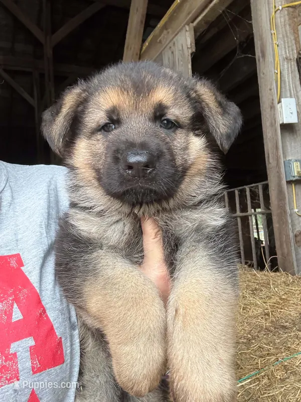 Tac - green collar – German Shepherd Dog puppy for sale in Woodburn, IN
