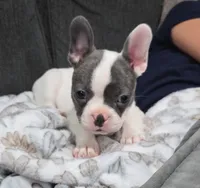 Daisy, a female Frenchton for sale in Dallas, TX – 5 of 6