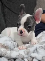 Daisy, a female Frenchton for sale in Dallas, TX – 6 of 6