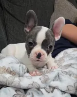 Daisy, a female Frenchton for sale in Dallas, TX – 2 of 6