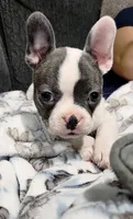 Daisy, a female Frenchton for sale in Dallas, TX – 4 of 6