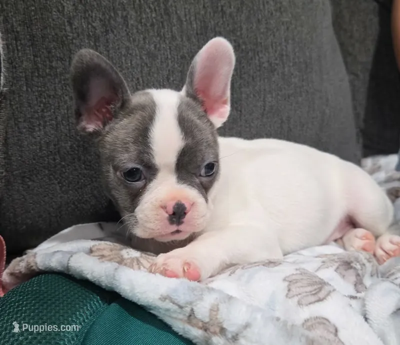Daisy – Frenchton puppy for sale in Dallas, TX
