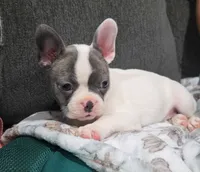 Daisy, a female Frenchton for sale in Dallas, TX – 1 of 6