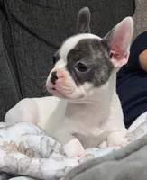Daisy, a female Frenchton for sale in Dallas, TX – 3 of 6