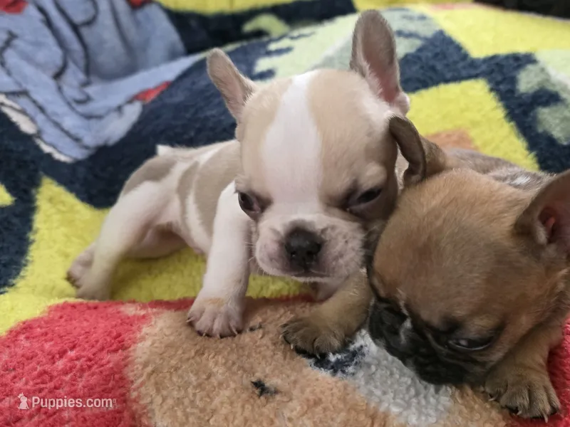 Skittles – French Bulldog puppy for sale in Greeley, CO