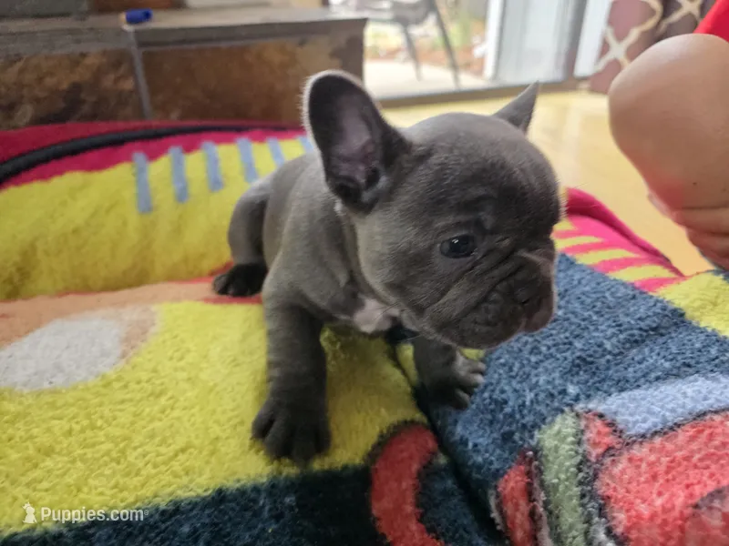 Bluey – French Bulldog puppy for sale in Greeley, CO
