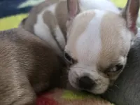 Skittles, a male French Bulldog for sale in Greeley, CO – 4 of 8