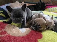 Bluey, a female French Bulldog for sale in Greeley, CO – 2 of 7