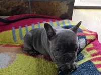 Bluey, a female French Bulldog for sale in Greeley, CO – 3 of 7