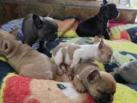 Skittles, a male French Bulldog for sale in Greeley, CO – 5 of 8