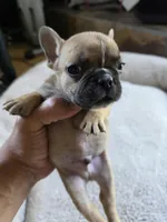 Tiny Panchito, a male French Bulldog for sale in Greeley, CO – 5 of 5