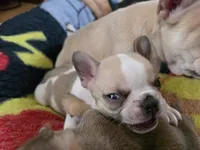 Skittles, a male French Bulldog for sale in Greeley, CO – 2 of 8