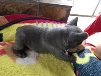 Bluey, a female French Bulldog for sale in Greeley, CO – 7 of 7
