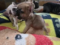 Panchito, a male French Bulldog for sale in Greeley, CO – 3 of 4