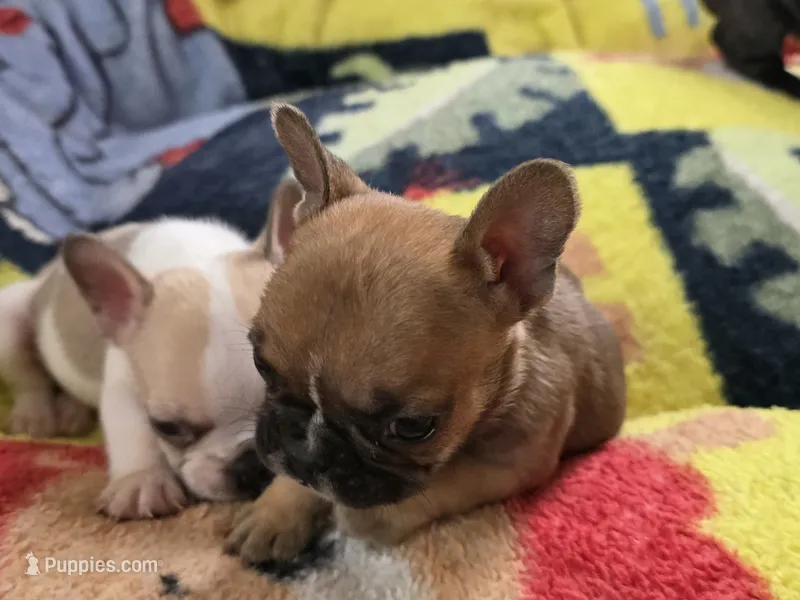 Panchito – French Bulldog puppy for sale in Greeley, CO