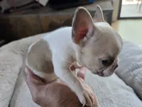 Micro, a male French Bulldog for sale in Greeley, CO – 1 of 8