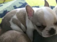 Skittles, a male French Bulldog for sale in Greeley, CO – 3 of 8
