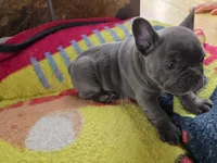 Bluey, a female French Bulldog for sale in Greeley, CO – 5 of 7