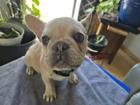 Kibble, a male French Bulldog for sale in Greeley, CO – Photo 3 of 5