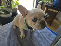 Kibble, a male French Bulldog for sale in Greeley, CO – Photo 5 of 5