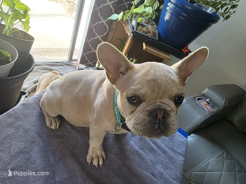 Kibble, a male French Bulldog for sale in Greeley, CO – Photo 1 of 5