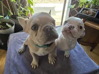 Kibble, a male French Bulldog for sale in Greeley, CO – Photo 2 of 5