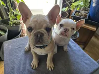 Kibble, a male French Bulldog for sale in Greeley, CO – Photo 4 of 5