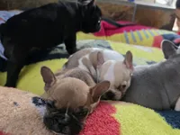 Panchito, a male French Bulldog for sale in Greeley, CO – 2 of 4