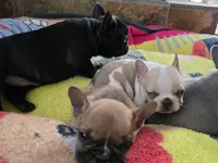Skittles, a male French Bulldog for sale in Greeley, CO – 6 of 8