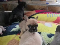Panchito, a male French Bulldog for sale in Greeley, CO – 4 of 4