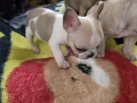 Skittles, a male French Bulldog for sale in Greeley, CO – 7 of 8