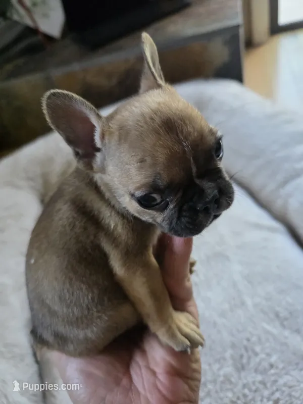 Tiny Panchito – French Bulldog puppy for sale in Greeley, CO