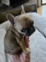Tiny Panchito, a male French Bulldog for sale in Greeley, CO – 1 of 5